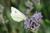Pieris rapae